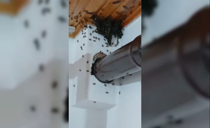 Gümüşhane’de arılar köy evini basıp yuva yaptı