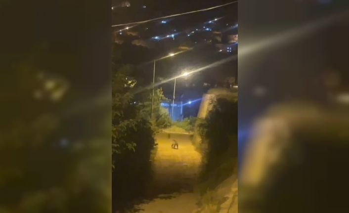 Gümüşhane’de ayı şehir merkezinde görüntülendi