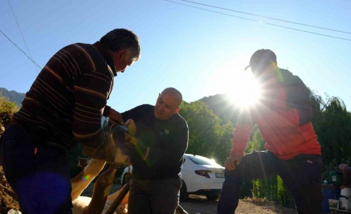 Gümüşhane’de hayvancıların yaz mesaisi başladı