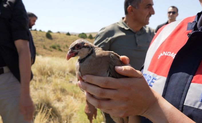 Gümüşhane’de keneyle mücadele için 400 keklik doğaya salındı
