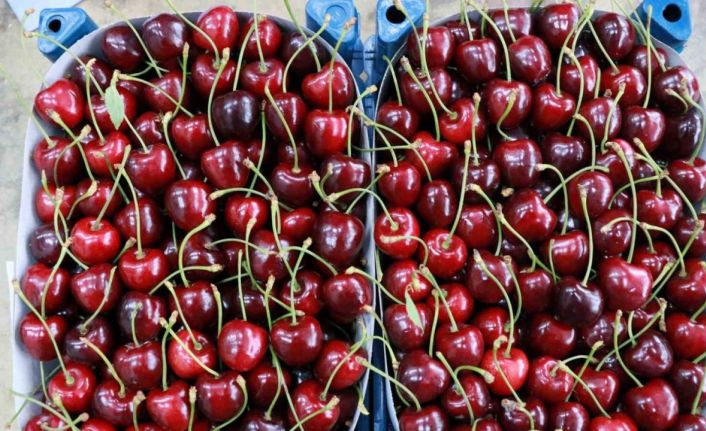 Hadim kirazında zirai don ihracatı durdurdu