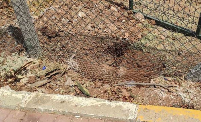 Harran Üniversitesinde başıboş köpekler koruma altındaki ceylanları parçaladı