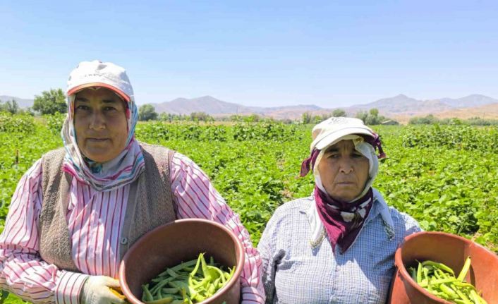 Hasadı başlayan fasulyenin kilogramı 15-20 TL’den satılıyor