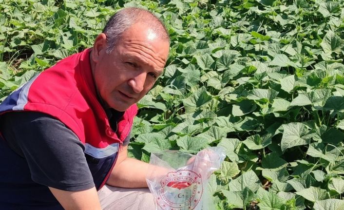 Hasat öncesi salatalık pestisit kontrolü yapıldı