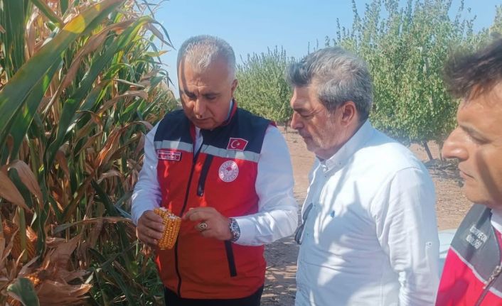 Hatay’da mısır tarlaları incelendi