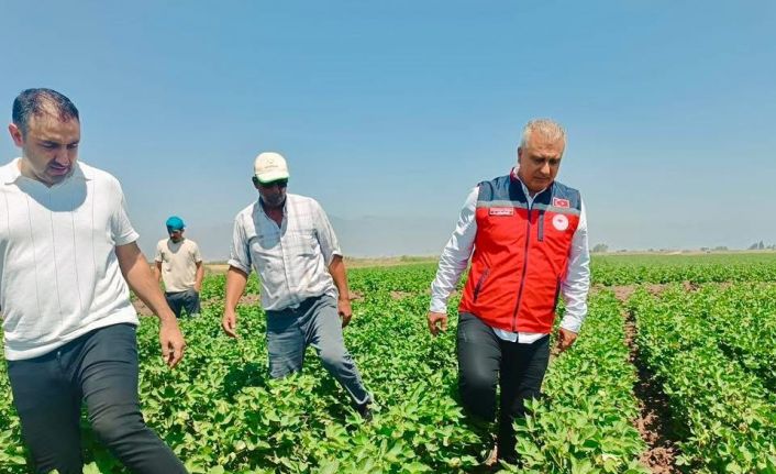 Hatay’da pamuk tarlaları incelendi
