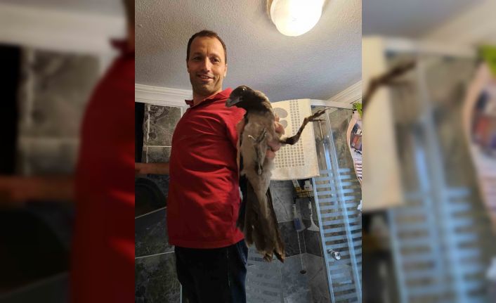 Havalandırma boşluğuna düşen kargayı vatandaş kurtardı