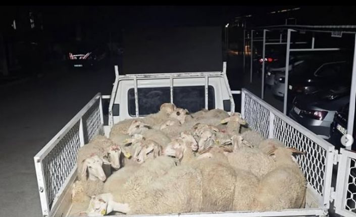 Hayvan pazarlığı hırsızlığa dönüştü, şahıslar kaçamadan yakalandı