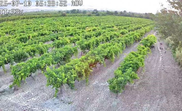 Hırsızlara karşı kurdurduğu güvenlik kamerasına domuz sürüsü yakalandı