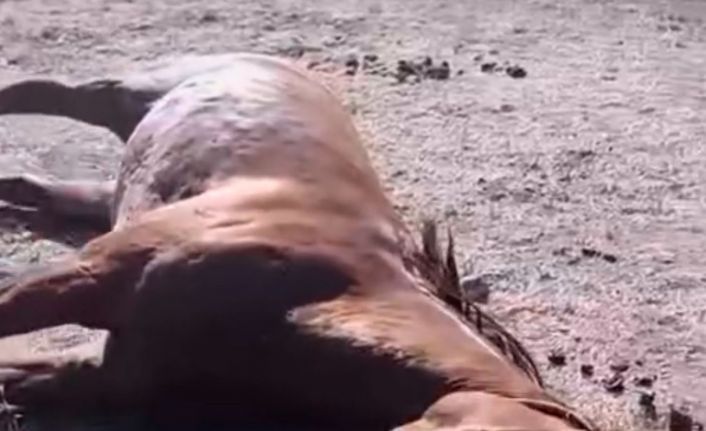 Husumetlisinin atını tabancayla vurdu