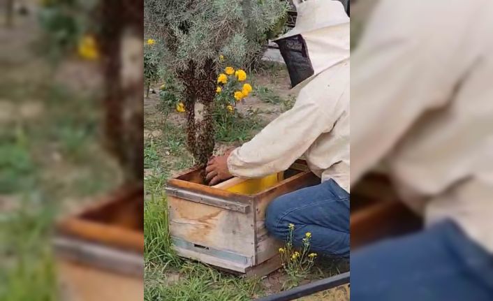 Iğdır’da kraliçe arının peşinden gelen binlerce arı şehir merkezini istila etti