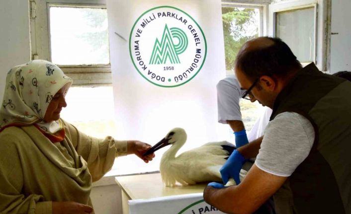 İlk uçuşunda yere çakılan yavru leylek, koruma altına alındı