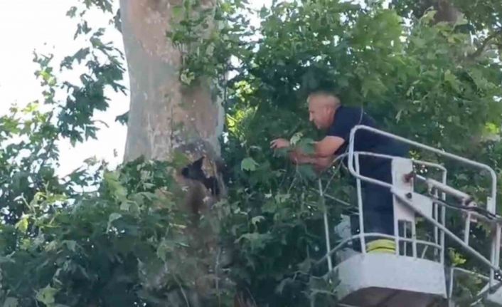 İple ağaçta asılı kalan karga kurtarıldı