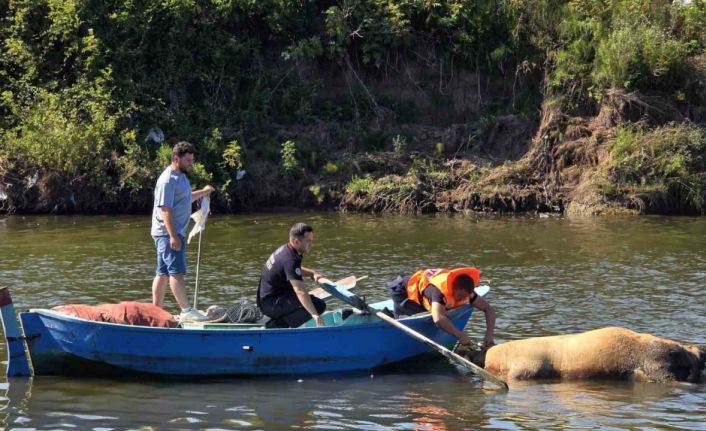 Irmağa düşen büyükbaş hayvan telef oldu