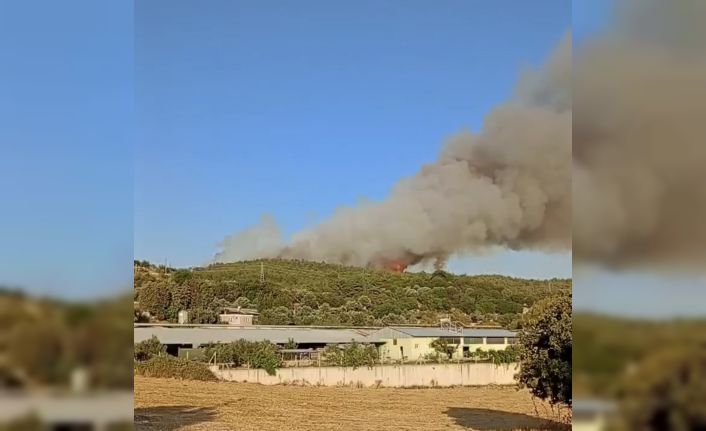 İzmir’de ormanlık alanda yangın