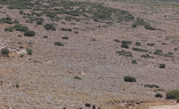 İzmir’de yaban hayvanları için tankerle su taşındı