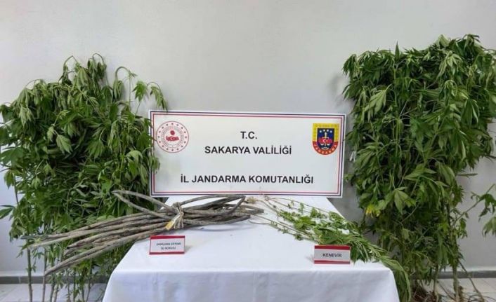 Jandarmadan uyuşturucu operasyonu: 1 tutuklama