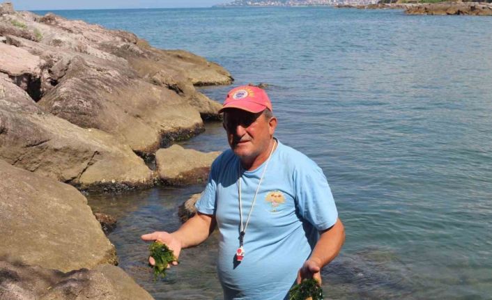 Japonların peşine düştüğü şifalı yosun Giresun’da