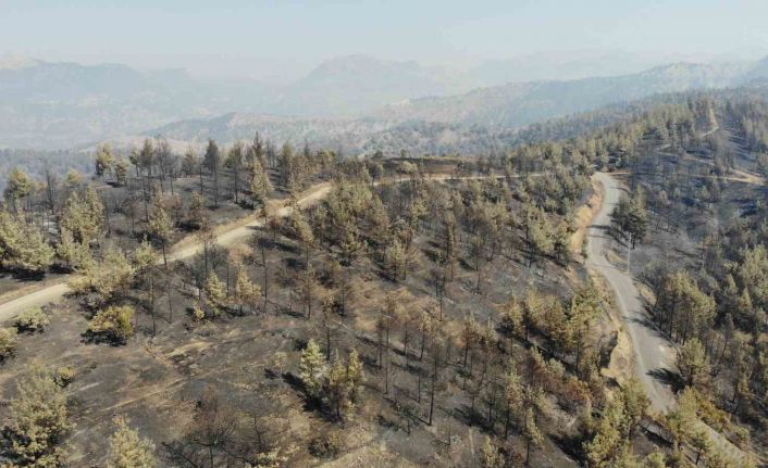 Kahramanmaraş’ta yangın sonrası küle dönen ormanlık alan dronla görüntülendi