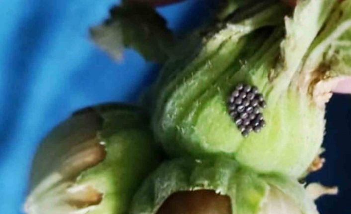 Kahverengi kokarcada ‘cezbet-öldür’ dönemi