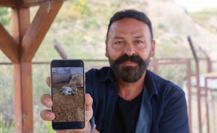 Kangal’ın koyun ve kuzu ile olan yakınlığı dikkat çekti