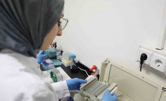 Kanseri önlemede yeni umut: kereviz tohumu