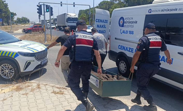 Kanserle savaşını kazandı, trafikte hayatını kaybetti