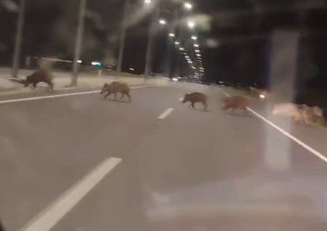 Kara yoluna çıkan yaban domuzları sürücülerin korkulu rüyası