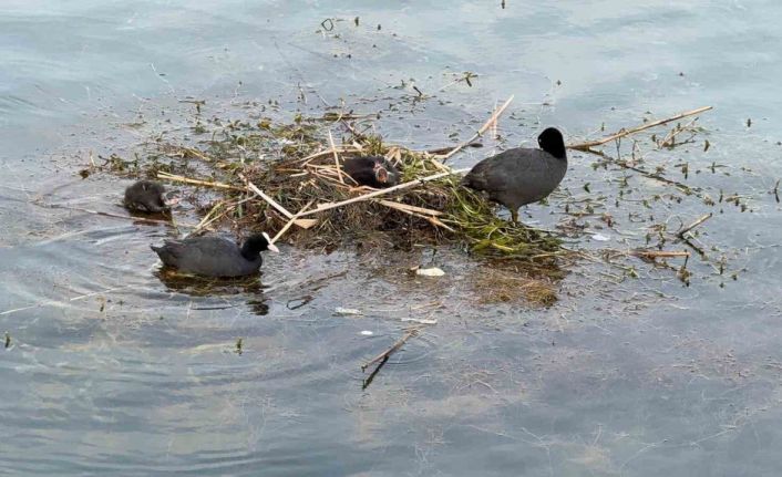 Karabatak su üzerine çalı ve ot taşıyarak yuva yaptı