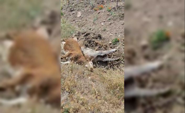 Karabük’te 3 inek şap hastalığından telef oldu