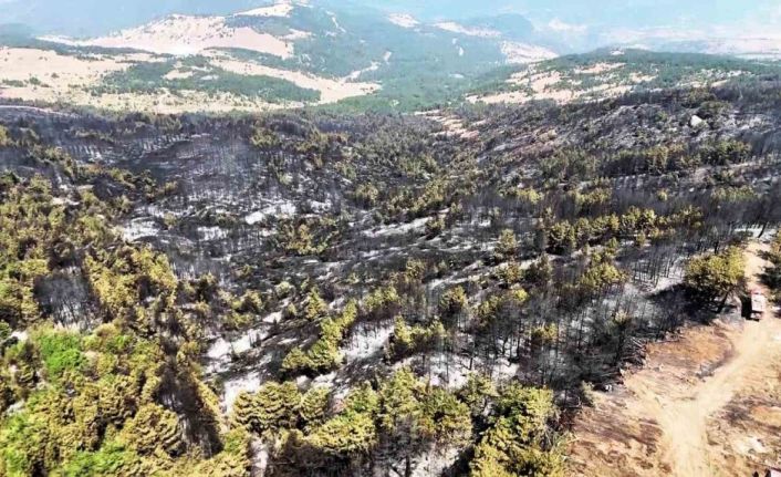 Karabük’te orman yangınının ardından yürek burkan manzara