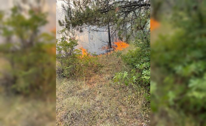 Karabük’te ormanlık alanda örtü yangını