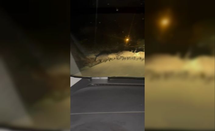 Karabük’te yola çıkan domuz sürüsü ve tilki kamerada