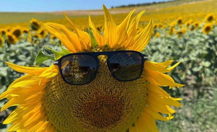 Karacabey ovası sarıya büründü