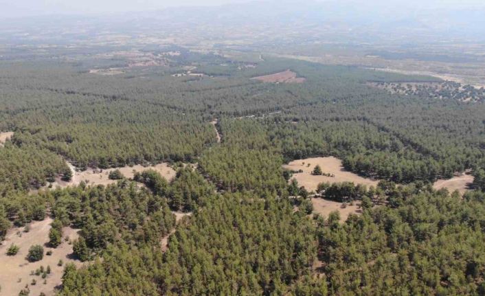 Karacasu Kaymakamlığı’ndan ’Ormana Giriş Yasağı’ hatırlatması