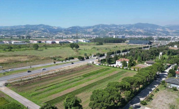 Karadeniz’in en büyük fidanlığı, yangın bölgelerine on binlerce fidan göndermeye hazır