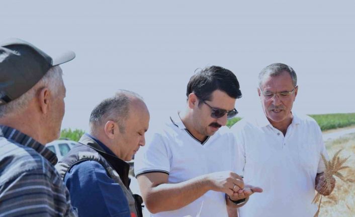 Karapınar’da sezonun son buğday hasadı yapıldı