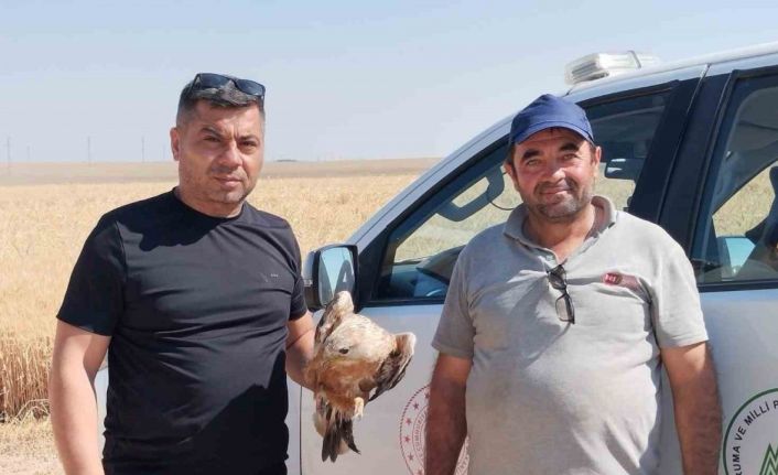 Karapınar’da yaralı şahin koruma altına alındı