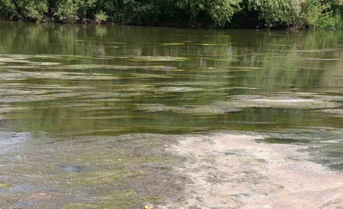 Kars Çayı’nı yosun bastı