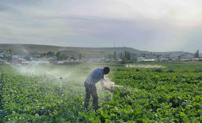 Karslı çiftçi baba çocuklarını okutmak için pancar ekiyor