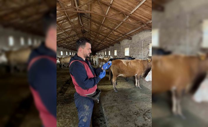 Kars’ta 150 bin doz şap aşısı yapıldı