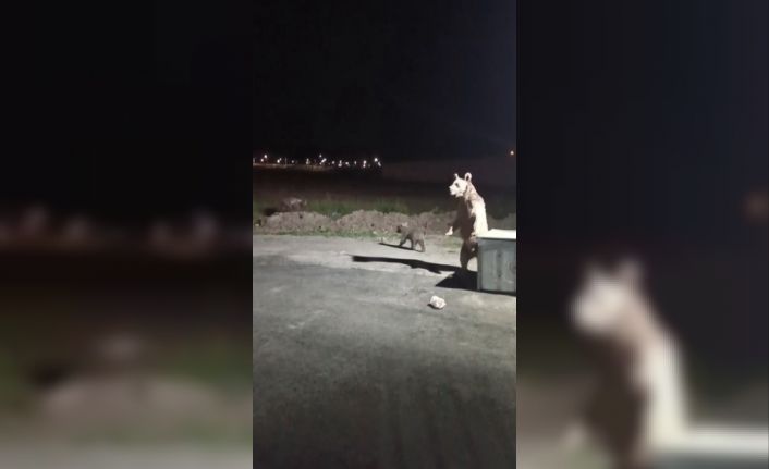 Kars’ta 1 kişi ayı saldırısından son anda kurtuldu