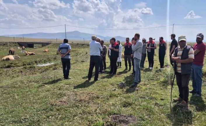 Kars’ta büyükbaş hayvanlar aşılanıyor