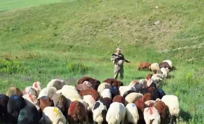 Kars’ta kayıp küçükbaş hayvanlar bulundu