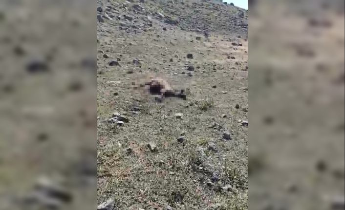 Kars’ta kurt saldırısında onlarca koyun telef oldu