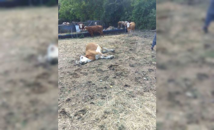 Kastamonu’da 3 büyükbaş hayvan dereden su içtikten sonra telef oldu