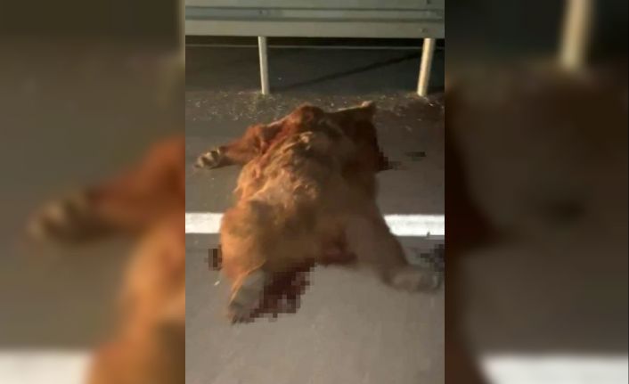 Kastamonu’da kamyonetin çarptığı anne ayı ve üç yavrusu telef oldu