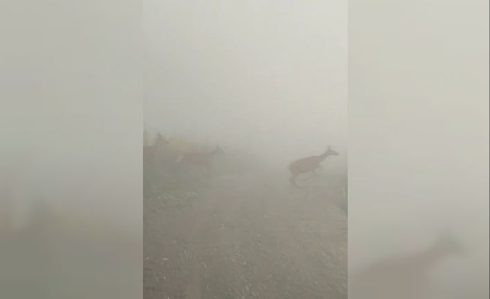 Kastamonu’da yaban hayvanları renkli görüntüler oluşturdu