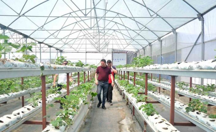 Kaymakam Kayabaşı Biga’da topraksız çilek üretimi yapan serayı ziyaret etti