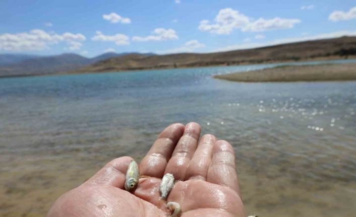 Kayseri’de baraj gölüne 600 bin yavru sazan bırakıldı